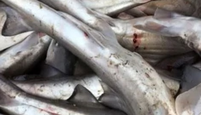 Piden evitar el consumo de gatuzo, un tiburón en peligro crítico de extinción