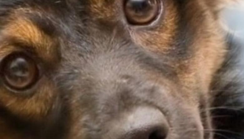 Recuerdan la importancia de la vacunación antirrábica gratuita para perros y gatos