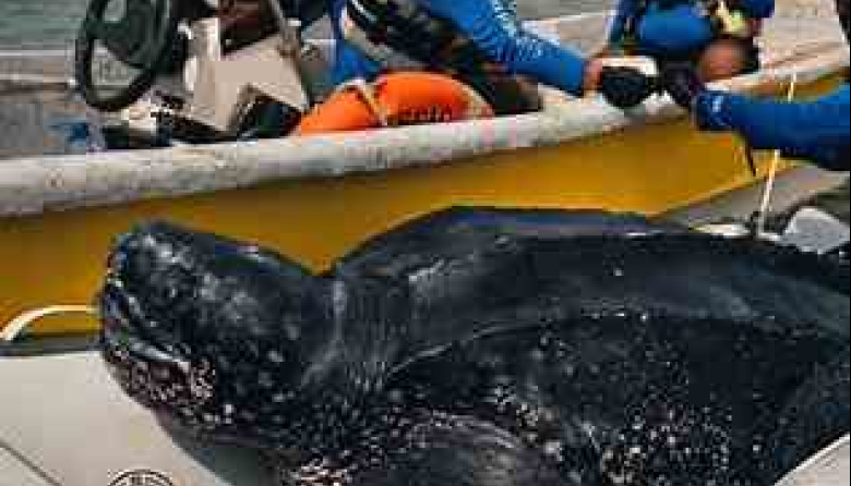 Siguen por satélite a cuatro machos de tortuga laúd en La Costa