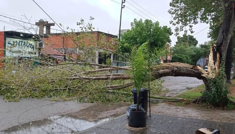 Fuertes vientos provocaron caída de árboles y daños en San Bernardo y Mar de Ajó