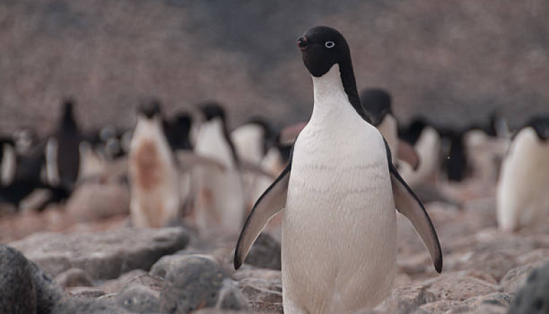 Tras meses de recuperación, liberaron 15 pingüinos en San Clemente del Tuyú