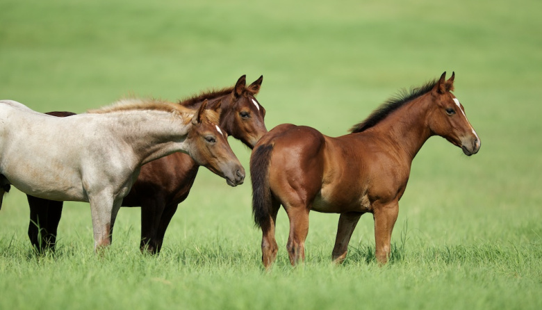 Caballos sueltos en Ruta 11: un riesgo que vuelve a repetirse