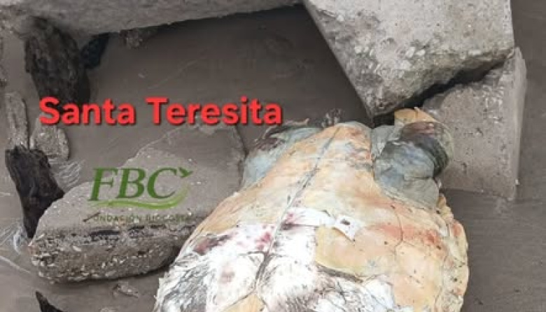 Preocupa la aparición de tortugas marinas muertas tras la crecida del mar