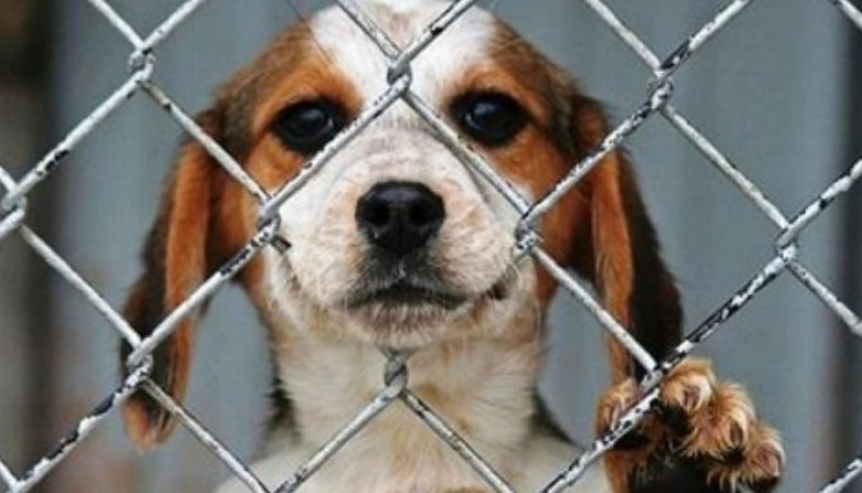 Impulsan campaña para prevenir el maltrato animal y fomentar las denuncias