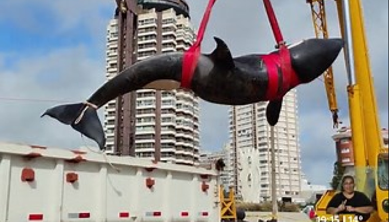 Una orca encalló en Punta del Este y fue sacrificada por su grave estado