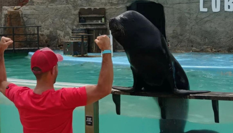 Tras la quiebra del Aquarium, trasladan lobos marinos y evalúan exportar pingüinos