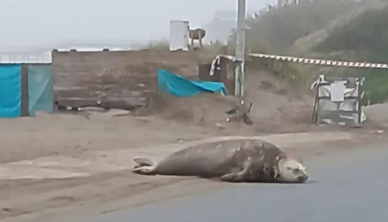 Una elefanta marina sorprendió al aparecer sobre la Costanera
