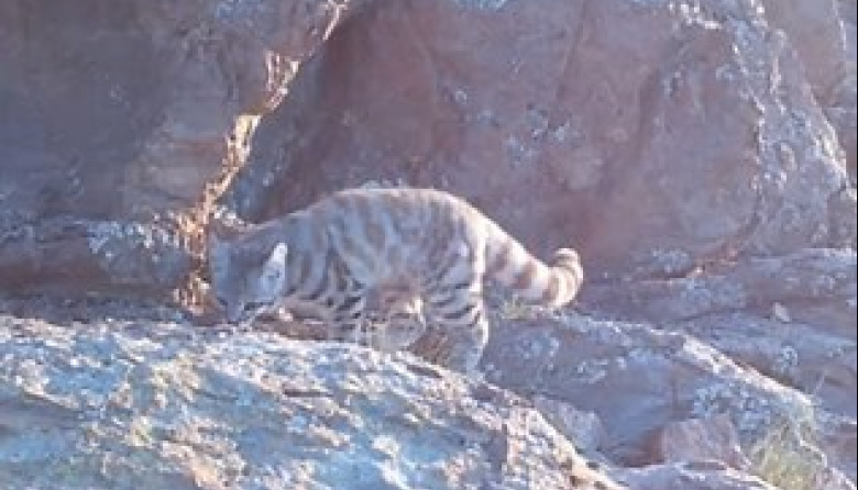 Fotografiaron al “fantasma de los Andes”, uno de los felinos más difíciles de ver