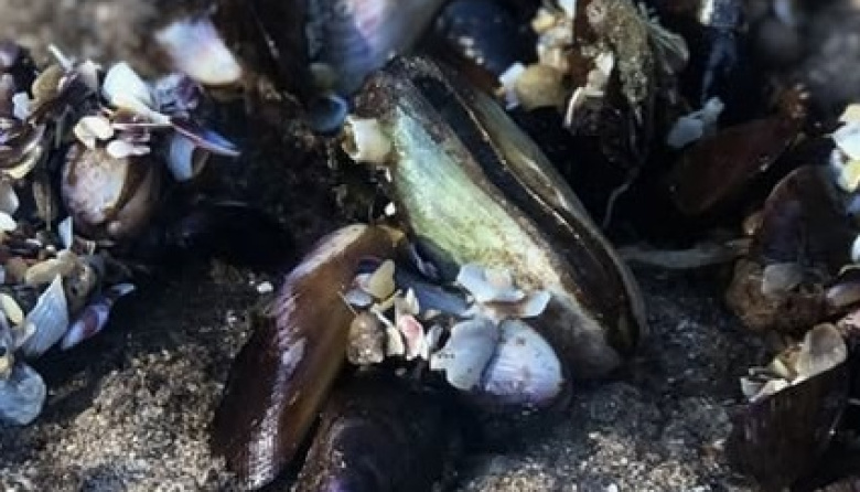 SENASA advirtió no consumir mariscos hallados en las playas tras el temporal
