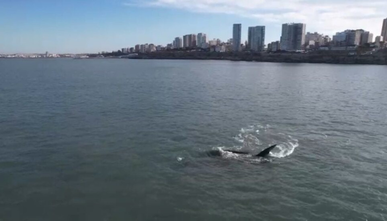 Una ballena franca austral sorprendió frente a las costas de Mar del Plata