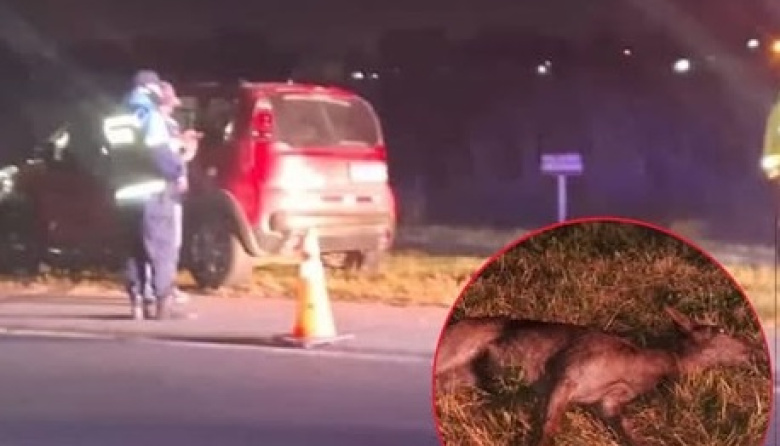 Otro animal silvestre murió tras ser atropellado sobre la Ruta 11 cerca de Mar del Tuyú