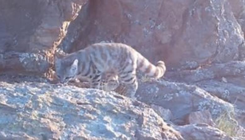 Fotografiaron al “fantasma de los Andes”, uno de los felinos más difíciles de ver