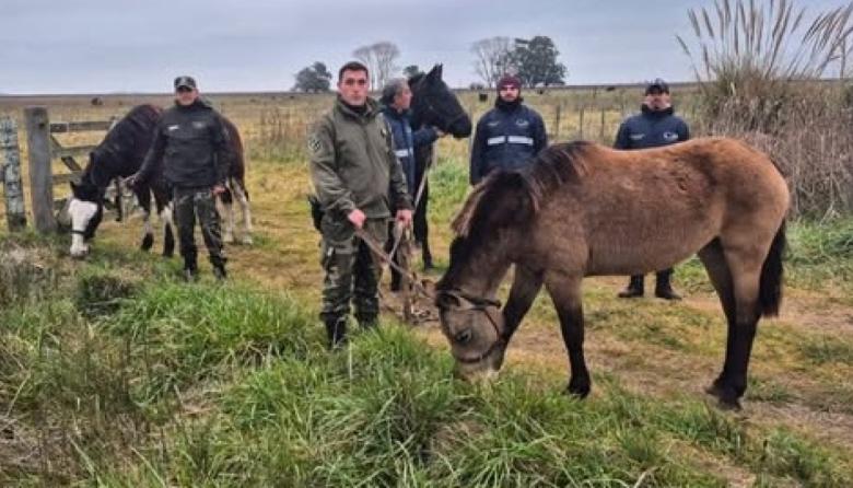 La Costa entregó 18 caballos rescatados a una asociación dedicada a su rehabilitación