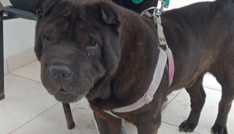 Concluyó una nueva semana de castraciones para perros y gatos