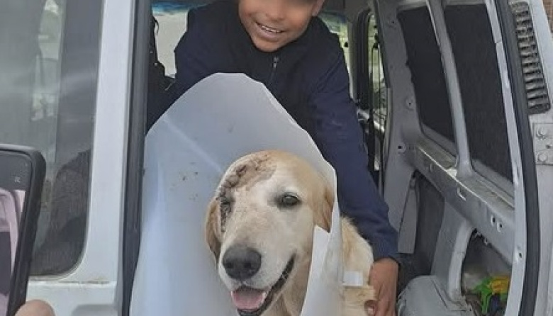 Teodoro, el perro que recibió una puñalada al defender a un niño durante un presunto intento de robo