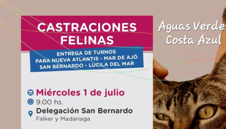 Otorgan turnos para castraciones felinas gratuitas en la Zona Sur