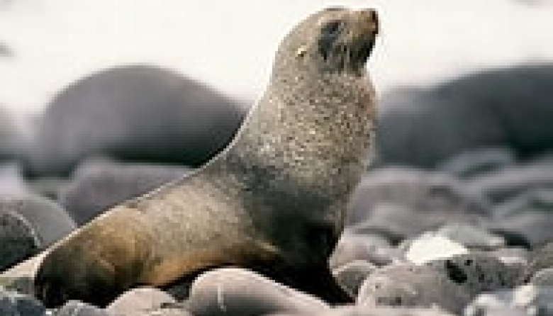 Registraron un lobo marino subantártico en las playas de Nueva Atlantis