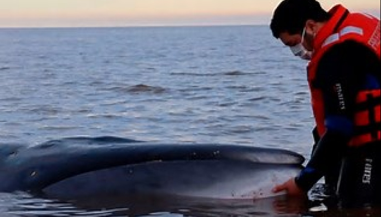 Murió la ballena que estaba varada en la costa de San Isidro