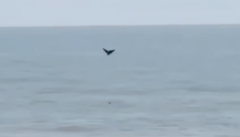 Avistamiento de ballenas francas australes sorprendió a vecinos y turistas en Costa Esmeralda