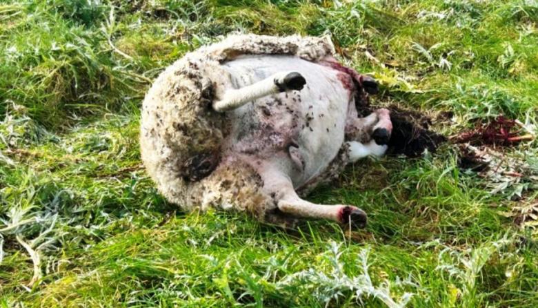 Productores denuncian el avance de cazadores furtivos sobre campos y alertan por la inseguridad