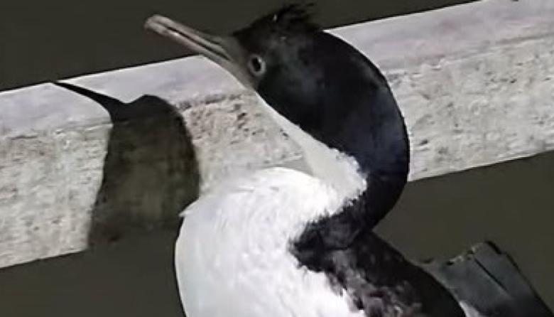 Prohíben el ingreso al muelle de Mar del Tuyú a un pescador acusado de golpear a un cormorán