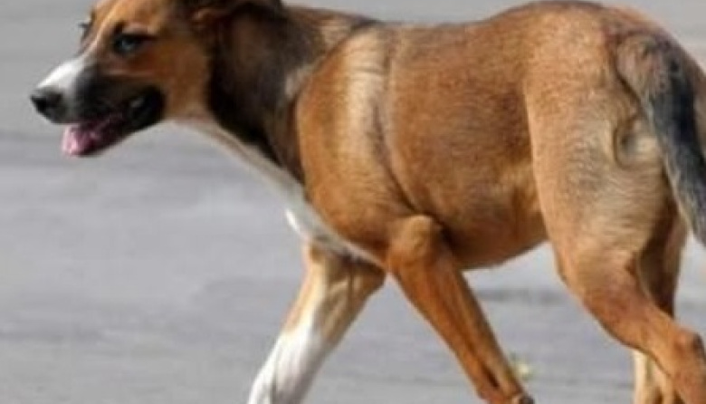 Perros sueltos en General Madariaga: los dueños podrán ser multados