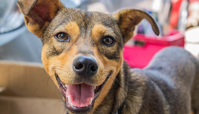 Científicos revelan un método preciso para calcular la edad de los perros