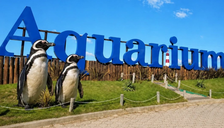 Cuando la vida silvestre entra en un balance: los pingüinos del ex Aquarium y el verdadero costo de una quiebra
