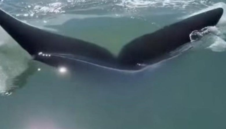 Dos ballenas sorprendieron y se dejaron ver muy cerca de la costa de Mar de Ajó