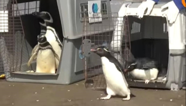 Seis pingüinos fueron rehabilitados y regresaron al mar en San Clemente del Tuyú
