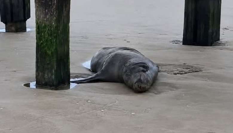 Murió un lobo marino que había sido rescatado con una herida de bala bajo el muelle de Santa Teresita