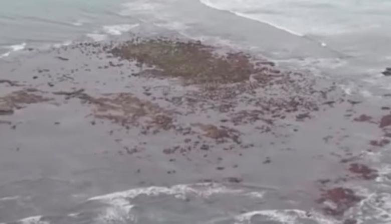 La “isla” que sorprendió frente al Faro de Punta Mogotes: qué es la Restinga del Faro