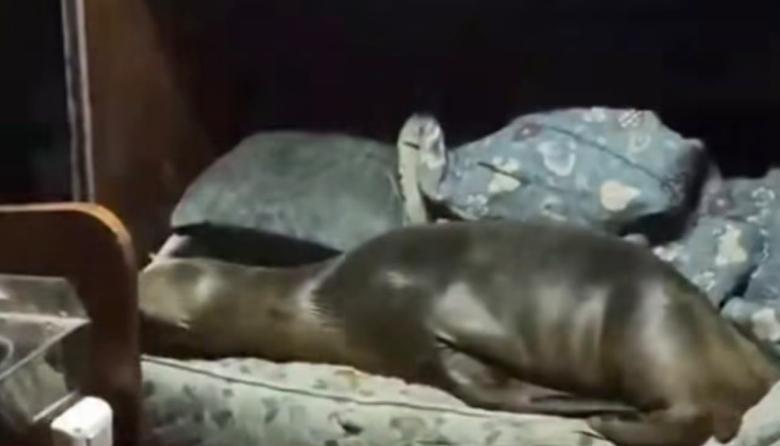 Un lobo marino se metió en el camarote de un barco y se quedó a dormir en una cama