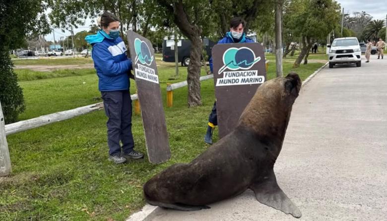 Sorpresa en General Lavalle: un lobo marino apareció en plena zona urbana