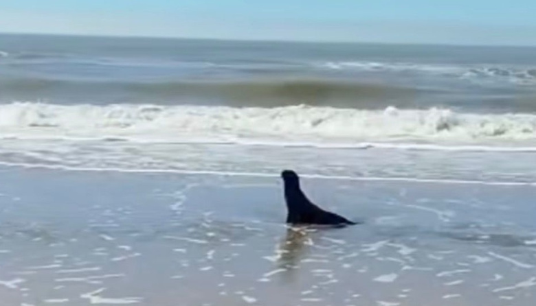 Un lobo marino juvenil llegó a la playa de Mar del Tuyú y vecinos pidieron preservar su espacio