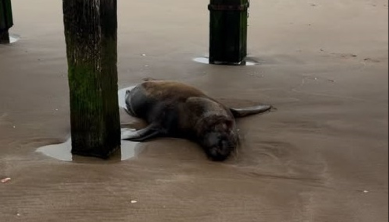 La necropsia confirmó que el lobo marino murió tras recibir un disparo