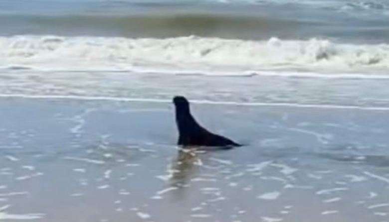 Un lobo marino juvenil llegó a la playa de Mar del Tuyú y vecinos pidieron preservar su espacio