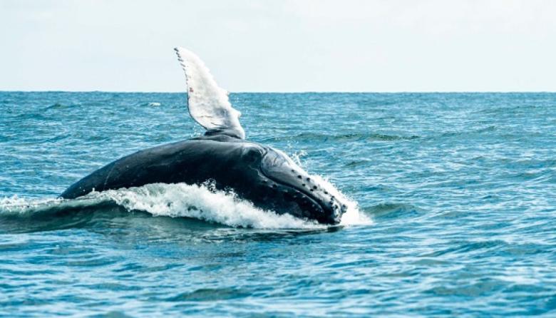 Una ballena jorobada volvió a sorprender en el mar del Partido de La Costa