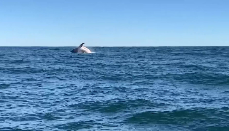 Una ballena sorprendió frente a las costas de Cariló y cautivó en las redes