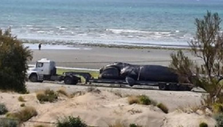 Investigan la muerte de cinco ballenas en Puerto Madryn y crece la preocupación por la fauna marina