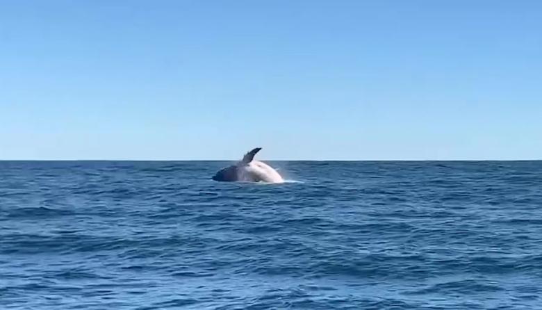 Una ballena sorprendió frente a las costas de Cariló y cautivó en las redes