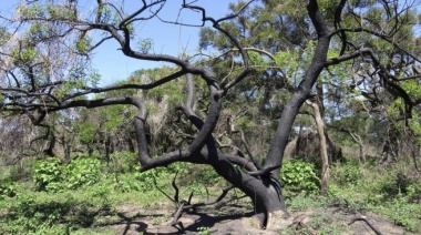 Incorporan 2.600 hectáreas del Delta del Paraná como áreas protegidas