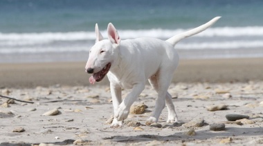 San Clemente del Tuyú: saltó un paredón, robó una mascota, huyó, y lo atraparon