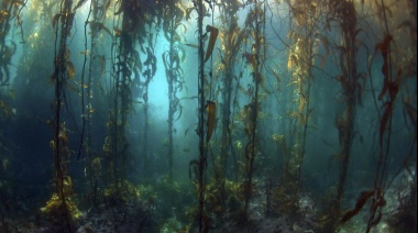 Arranca el congreso que apunta a crear "comunidades sostenibles" que respeten la biodiversidad