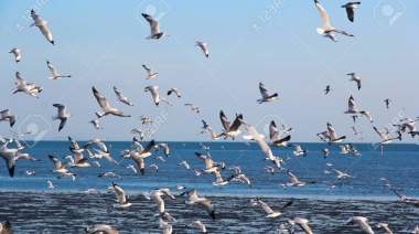 Se celebró el 3° Festival de Bienvenida a las Aves Migratorias