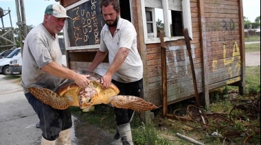 Seis tortugas marinas fueron regresadas al mar en San Clemente del Tuyú