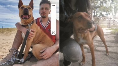 Se solicita la colaboración de la comunidad para encontrar a las mascotas Deisy y Venus