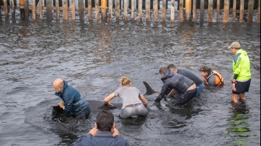 Decenas de delfines encallaron en las costas de Ushuaia