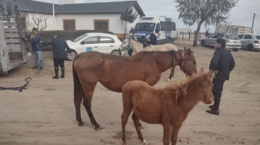 Operativo secuestro de equinos sueltos en La Costa