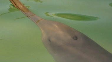 Delfín franciscana: la historia del misterioso animal que surgió en el Río de la Plata y ahora está en riesgo